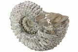 Huge, Bumpy Ammonite (Douvilleiceras) Fossil - Madagascar #232620-1